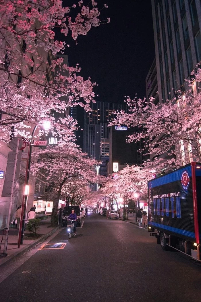 Spring is coming, you just have to wait - Nature, Spring, Japan, Flowers, Longpost, Sakura