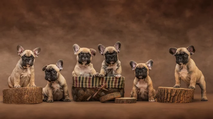 Photo session of French Bulldog puppies - My, Puppies, French Bulldog, PHOTOSESSION, Animalistics, Dog, Longpost