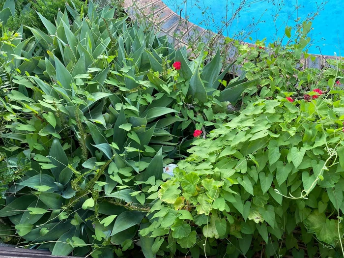 An “invisible” snake has puzzled social media usersTo spot the animal by the pool, you need to look closely - news, Snake, Australia