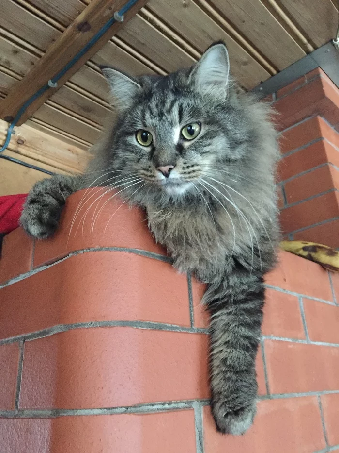 St. Petersburg and Leningrad region. Young handsome guy is looking for a home! - My, cat, Saint Petersburg, In good hands, No rating, Animal Rescue, Longpost, Leningrad region