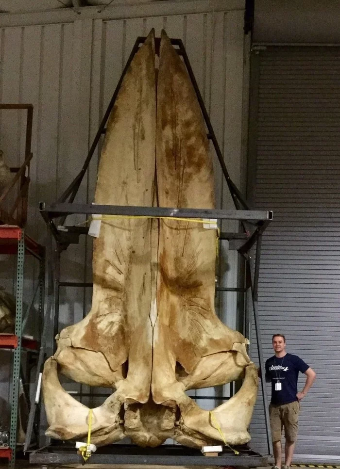 Blue whale skull and human for comparison - The photo, Interesting, Informative, Reddit, Blue whale, Whale, Scull, Person, , Comparison, The size