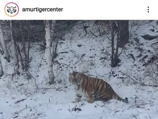 And the tigers running around in Primorye are not skinny!... - Tiger, Amur tiger, Wild animals, Meeting in real life, Suddenly, Primorsky Krai, Motorists, Road, Big cats