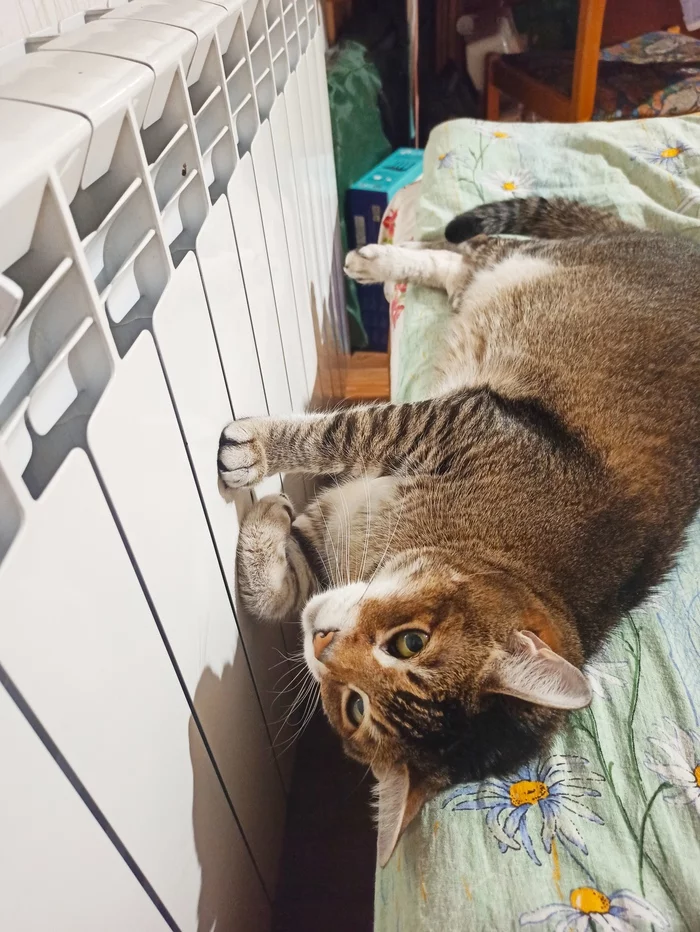 My cat Tigra is heated by the battery - My, cat, Heat, Heating battery, Longpost