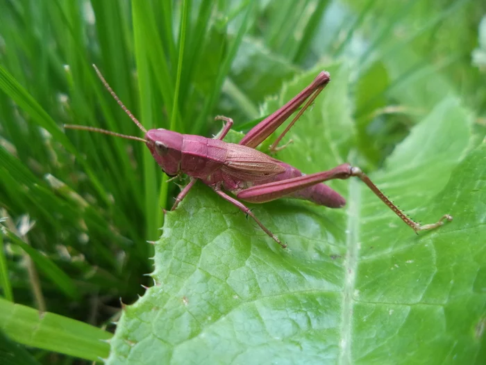 Pink grasshopper in the Middle Urals - My, Grasshopper, Nature, Amazing, Insects, Pink, Biology, League of biologists, Unusual coloring
