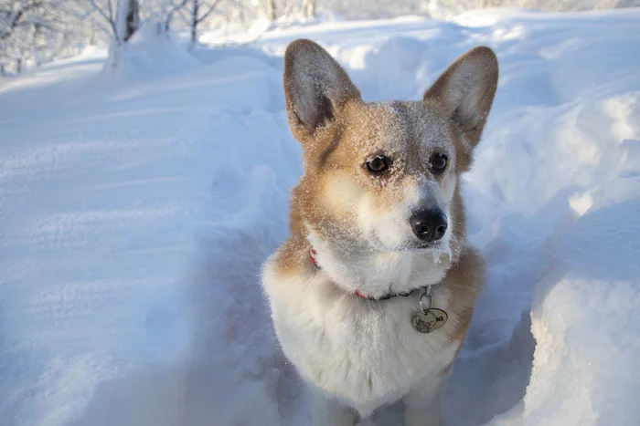 More snow! - My, Winter, Corgi, Welsh corgi pembroke, Dog, North, Murmansk