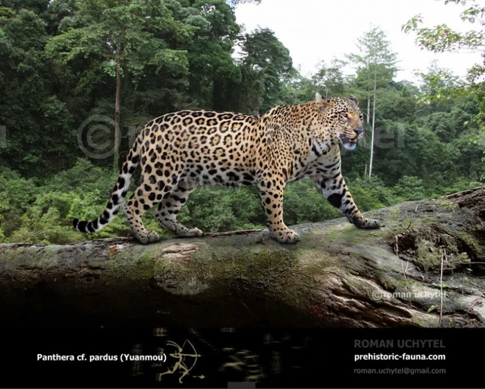 Гипотетическая эволюционная история Panthera pardus часть 3 - Леопард, Животные, Пантера, Млекопитающие, Хищник, Эволюция, Зоология, Биология, Видео, Длиннопост, Большие кошки