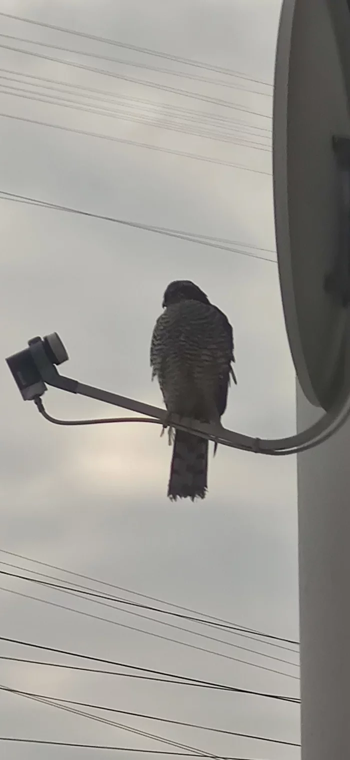 Hawk or falcon? - My, Birds, Ornithology, Longpost