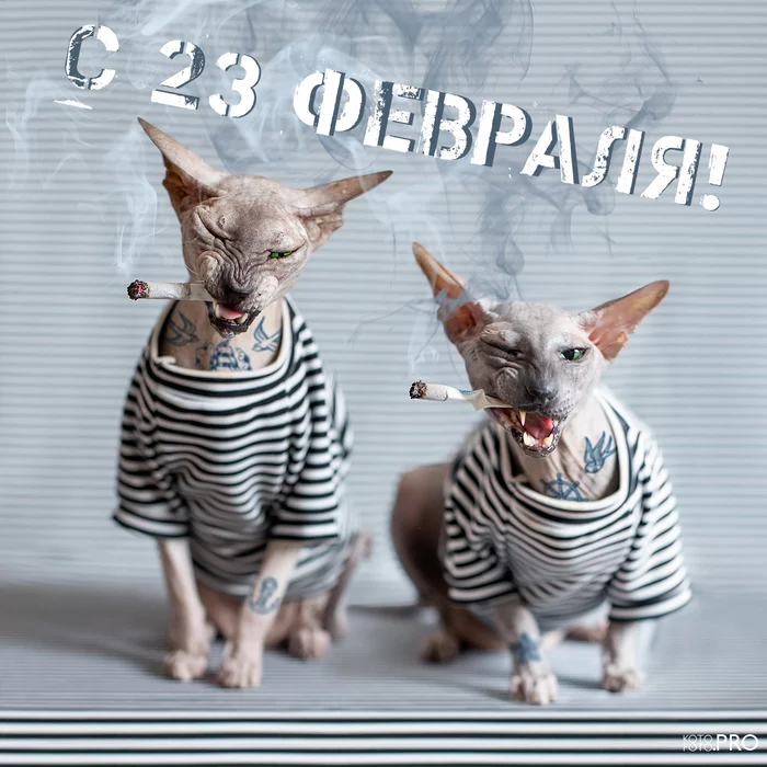 Happy holiday, defenders! - My, cat, Congratulation, Postcard, February 23 - Defender of the Fatherland Day, Defender of the Fatherland Day, Sailors, Belomor, Men, Sphinx, Chaos