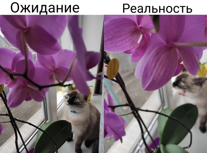 Когда пытаешься сфотографировать кота