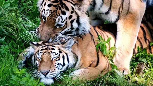 Personal life of wild beauties: Amur tigers, Far Eastern leopards, snow leopards and Pallas' cats - Tiger, Amur tiger, Leopard, Far Eastern leopard, Snow Leopard, Big cats, Pallas' cat, Small cats, Wild animals, Mating games, Personal life, Риа Новости, Cat family, Longpost