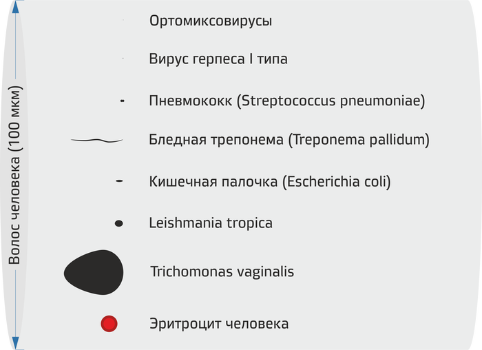 что больше молекула воды или воздуха. Смотреть фото что больше молекула воды или воздуха. Смотреть картинку что больше молекула воды или воздуха. Картинка про что больше молекула воды или воздуха. Фото что больше молекула воды или воздуха