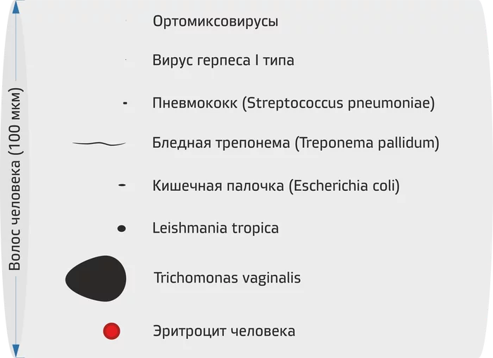 Picture of comparative sizes of pathogens of various diseases with human hair - My, Virus, Bacteria, Infographics