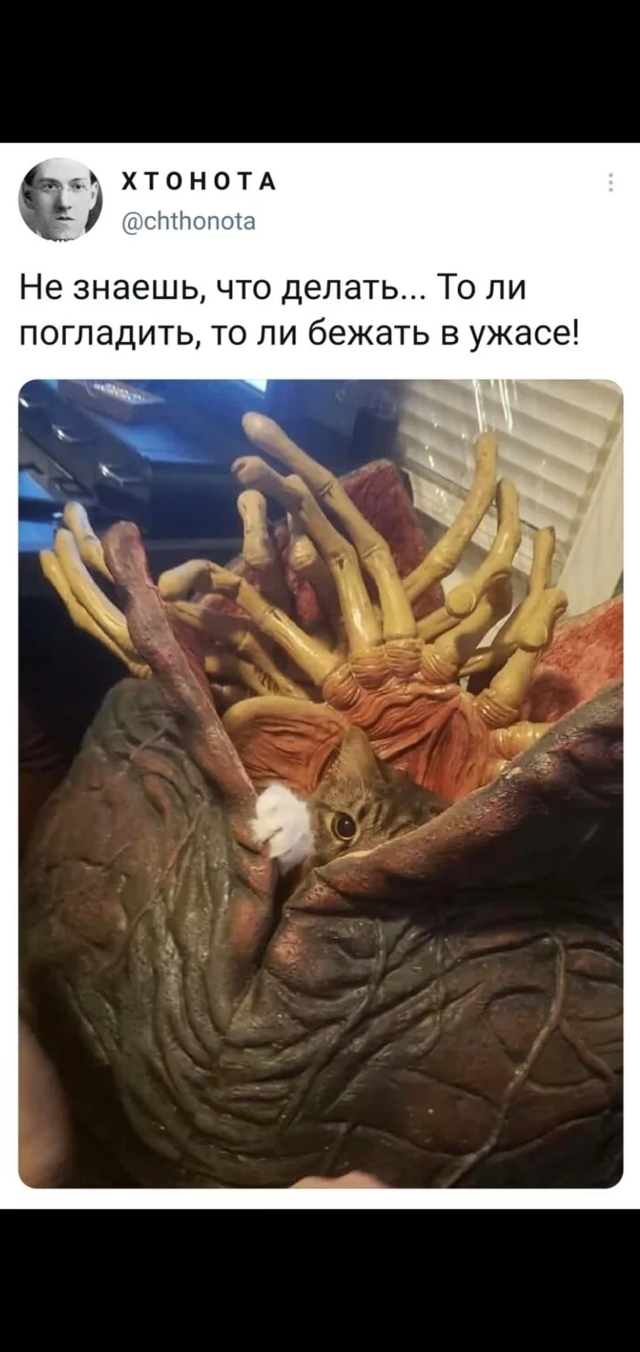 Fluffy facehugger - Humor, Stranger, cat, Screenshot, Twitter