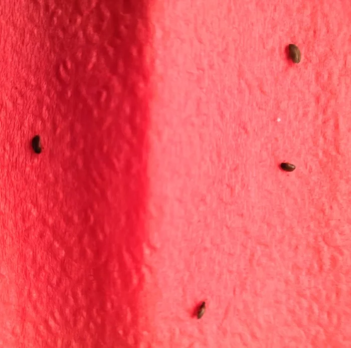 Help me understand what kind of insects they are - My, Disinsection, Insect control, Insects, View, Name, Bedbugs, Louse, Help, Lice