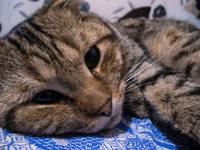 Just a cat for your feed - My, cat, The photo, Beginning photographer