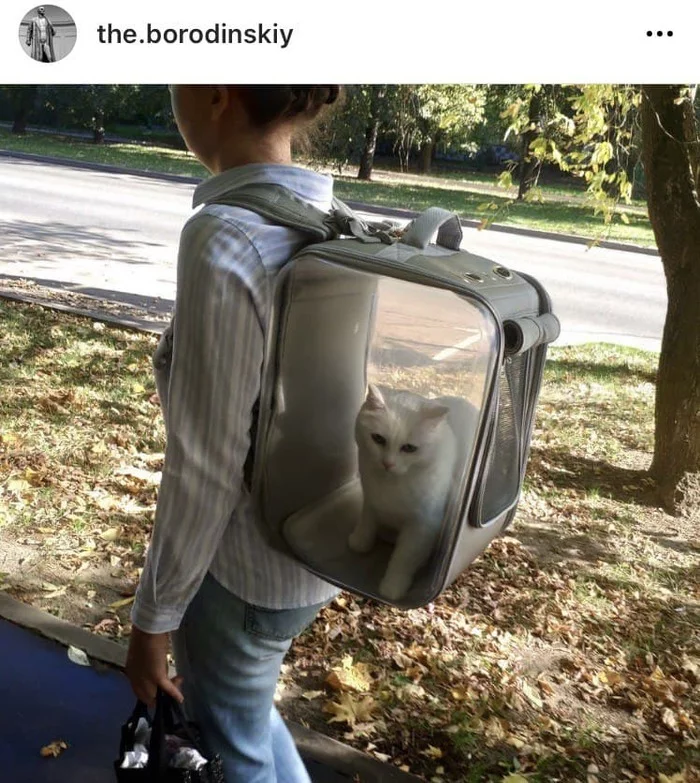 Cuteness level 100 - My, cat, Pets, Animals, Backpack, Carrying