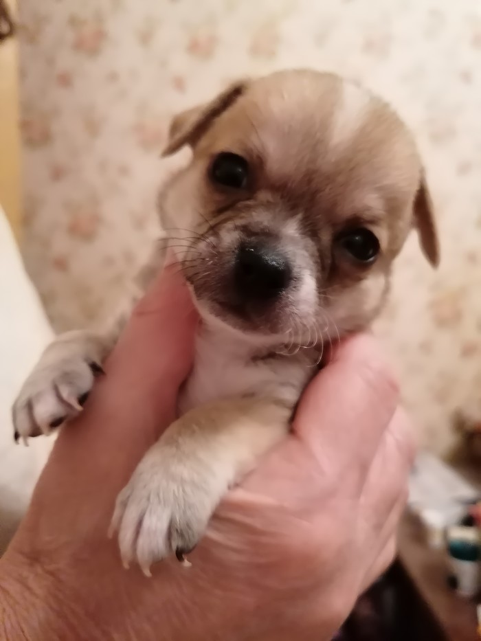 500-��������� ��