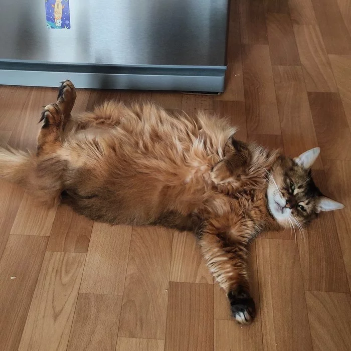 Morning checkpoint at the refrigerator - My, cat, Somali cat