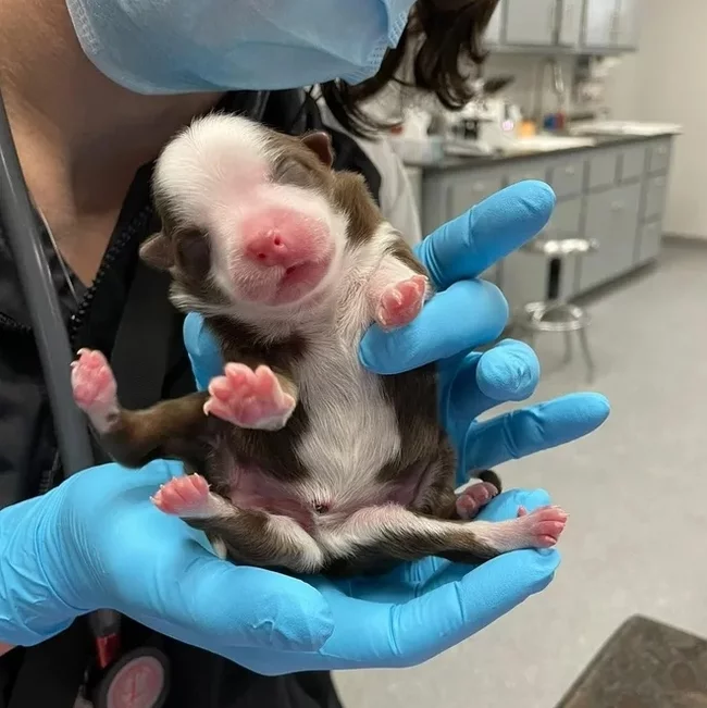 Puppy with six legs - Puppies, Pathology, Dog, Paws, Mutation, Unusual, Animals