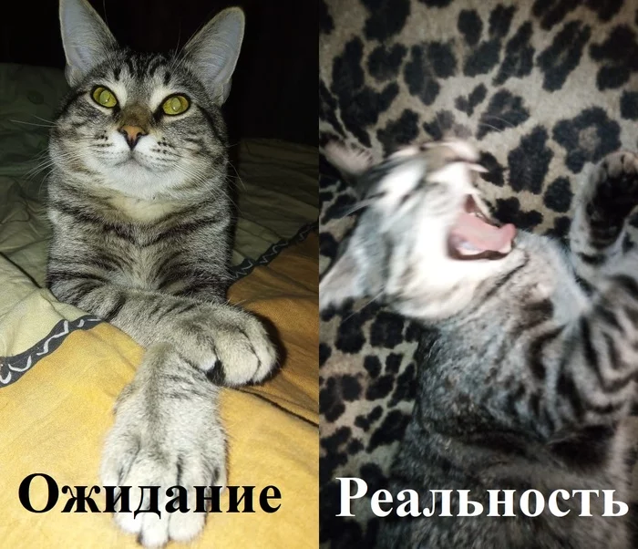 То чувство, когда попросил хозяина сделать красивую фоточку) - Моё, Кот, Котята, Юмор, Смешные животные, Пушистые