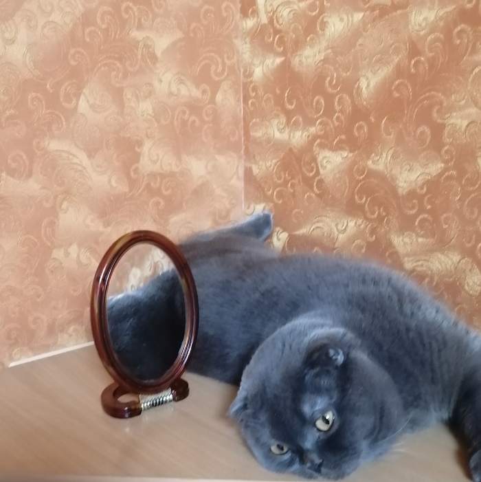Как сделать кормушку для грызунов