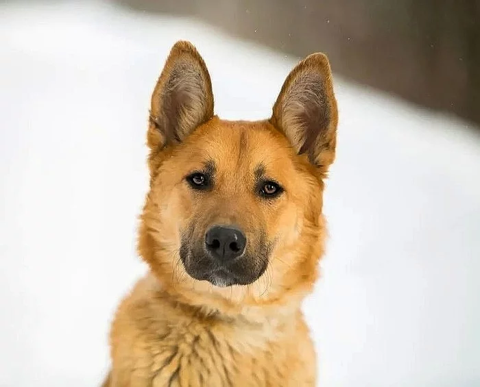 Wonderful Charlie is looking for a home - Dog, Found a dog, No rating, Good league, In good hands, Animal shelter, Help, Moscow, Moscow region