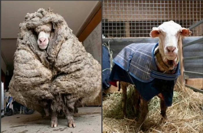 Before and after... - It Was-It Was, Animals, Amazing, Sheeps, Longpost