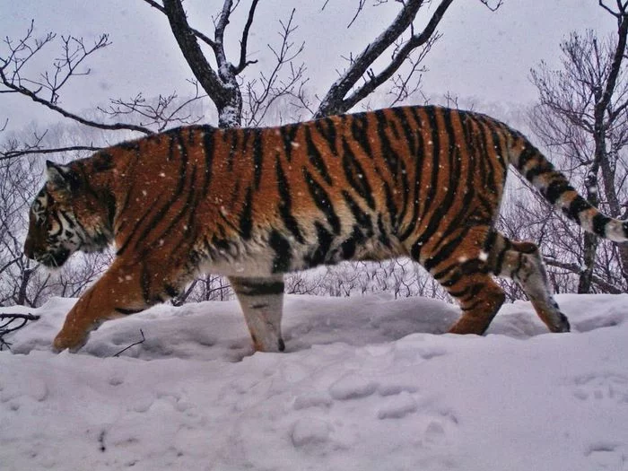 In the Land of the Leopard the footprints of the region's largest and smallest cats were captured in the frame. - Tiger, Amur tiger, Big cats, Land of the Leopard, National park, Footprints, Interesting, Wild animals, Longpost, Far Eastern Forest Cat, Small cats