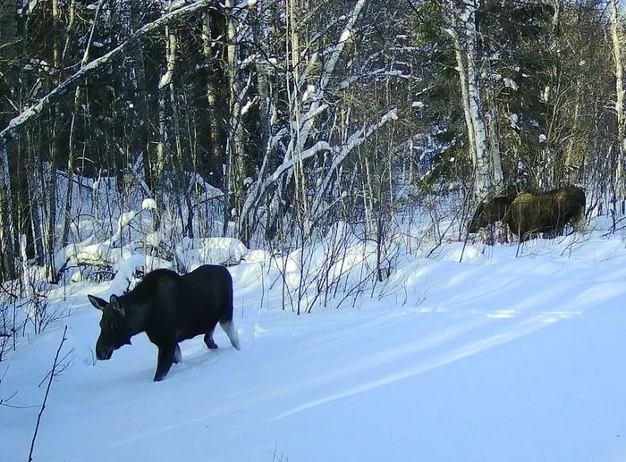 I set up a camera trap, the camera trap caught me - My, Phototrap, Elk, Nature, Карелия, Longpost