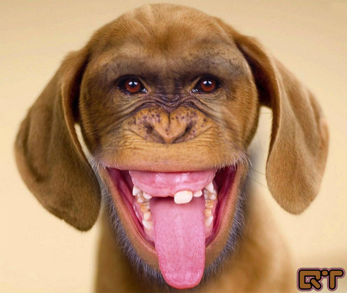 курица с зубами и хвостом. Смотреть фото курица с зубами и хвостом. Смотреть картинку курица с зубами и хвостом. Картинка про курица с зубами и хвостом. Фото курица с зубами и хвостом курица с зубами и хвостом. Смотреть фото курица с зубами и хвостом. Смотреть картинку курица с зубами и хвостом. Картинка про курица с зубами и хвостом. Фото курица с зубами и хвостом