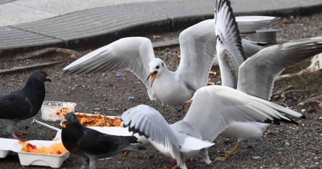 Fat seagulls in Bahrain have stopped flying and roam the streets - Birds, Seagulls, Bahrain, Persian Gulf, Obesity, The national geographic, Overfeeding