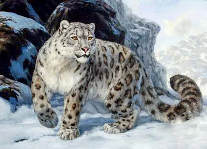 Snow leopard - a vanishing pearl of the highlands - Snow Leopard, Big cats, Wild animals, Rare animals, Rare view, Endangered species, beauty of nature, Protection of Nature, Longpost