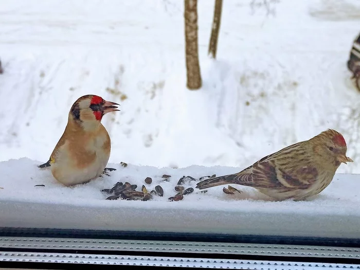 Tap dancing bird! - My, Redpoll, Tit, Goldfinch, Trough, Birds, Longpost