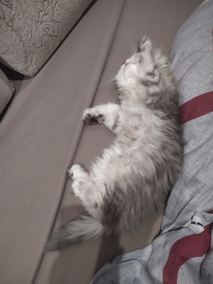 Как сделать кормушку для грызунов