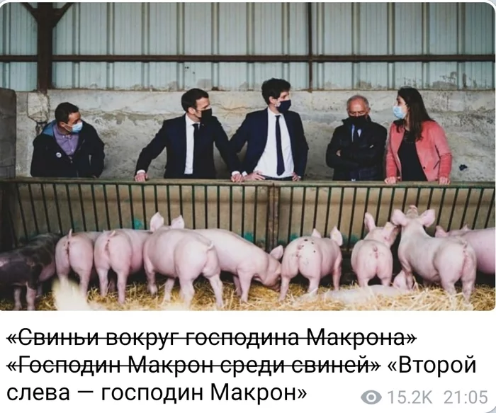 No comment - Humor, Pig, The president, Animals, People, Laugh, Joke, Satire, , Person, Interesting, Politics