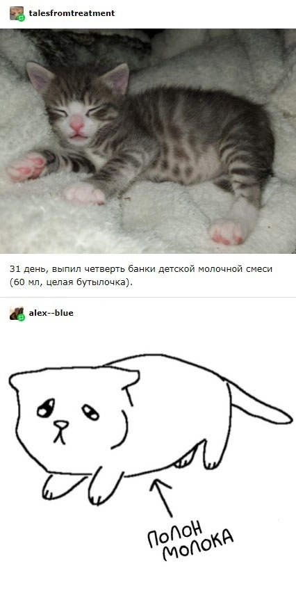 Пьяный котенок - Мемы, Кот, Молоко, Милота, Перевод, Длиннопост