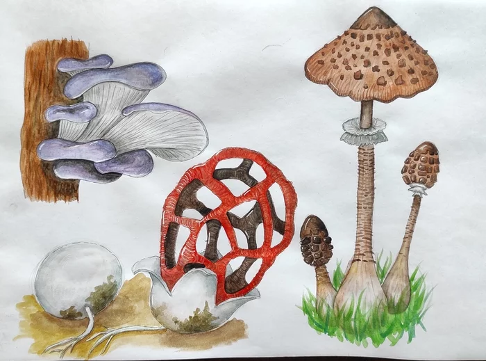 Mushrooms - My, Drawing, Watercolor, Learning to draw, Mushrooms, Longpost