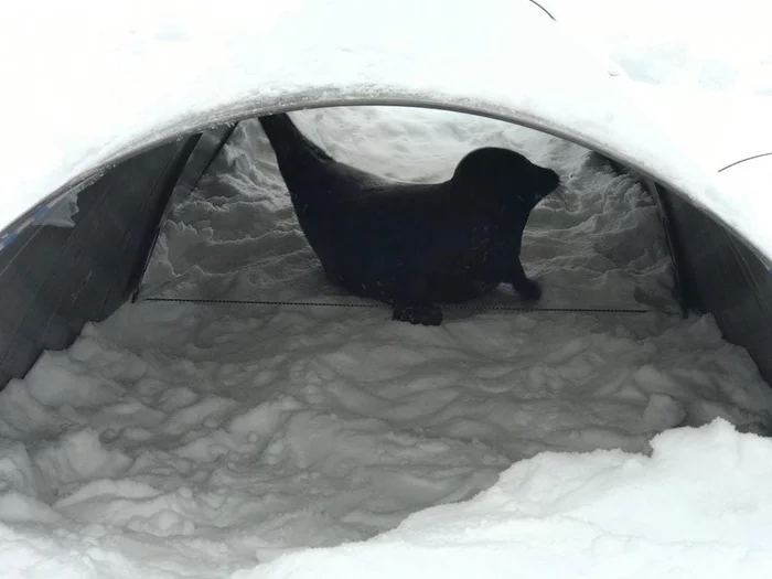 Kroshik and Schlissik approve polycarbonate seal houses - Kroshik, Seal, Milota, Ladoga lake, Animals, Friends of the Baltic Seal Foundation, Longpost