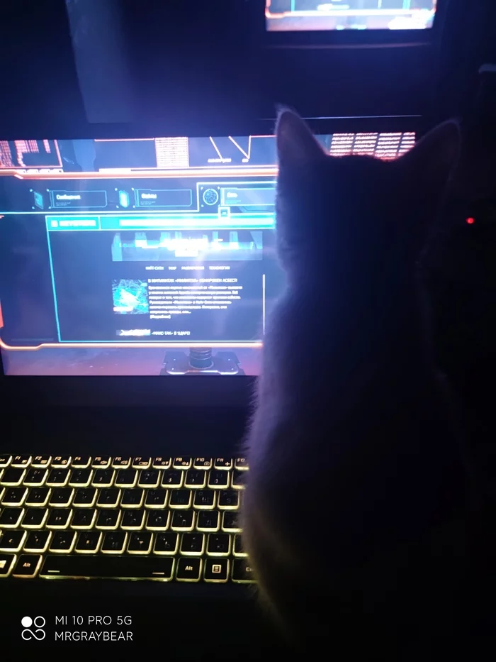 Reply to the post “When they play, but not with you” - My, cat, Computer games, The photo, Longpost, Cyberpunk 2077, Reply to post