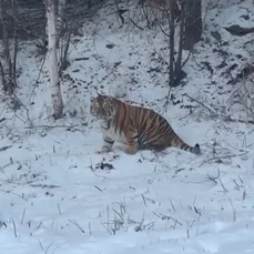 There are no fat tigers in Primorye and the Amur region! - Tiger, Amur tiger, Big cats, Wild animals, Fat cats, Primorsky Krai, Amur region