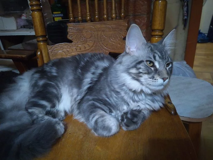 Chipization - My, cat, Pets, Chipping, Longpost