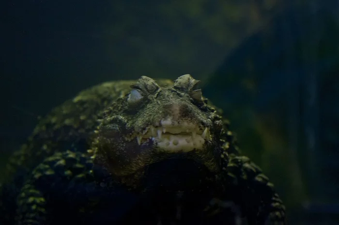 Terrarium inhabitant - My, Beginning photographer, Moscow Zoo, Crocodiles, Nikon, Sigma