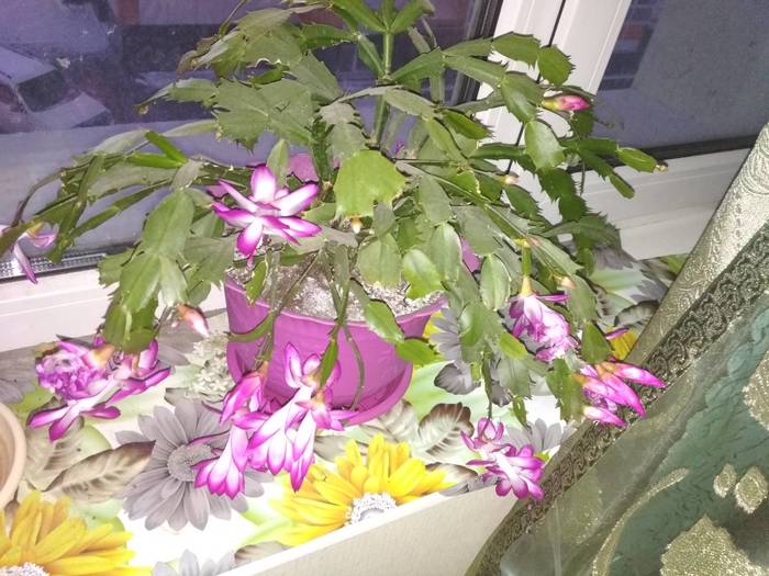 Reply to Schlumbergers post - Longpost, Reply to post, Houseplants, Bloom, Decembrist cactus, My