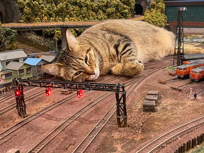 All trains are canceled due to a cat on the railway tracks - cat, Diorama, Humor