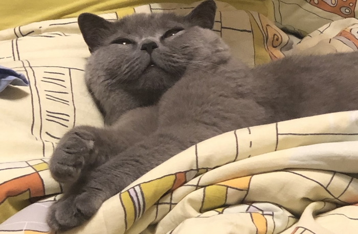 Как сделать красивую фотку кошки