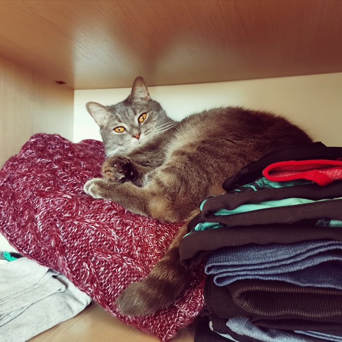 Как сделать красивую фотку кошки