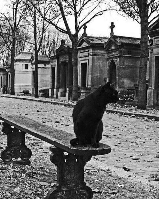 Paris cat-retrospective - cat, Paris, Retro, Poems, Black and white photo, Longpost