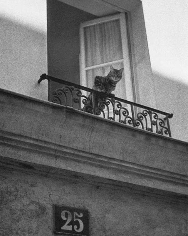 Paris cat-retrospective - cat, Paris, Retro, Poems, Black and white photo, Longpost