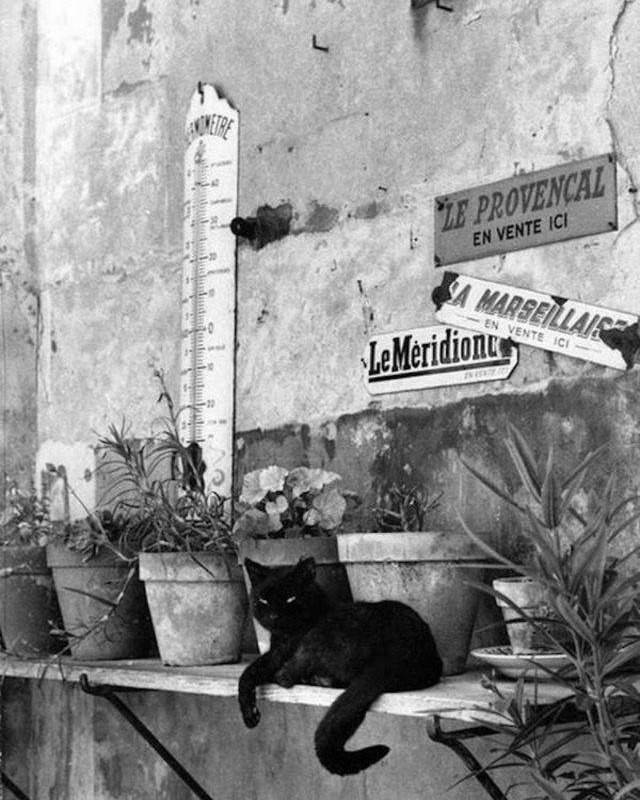 Paris cat-retrospective - cat, Paris, Retro, Poems, Black and white photo, Longpost