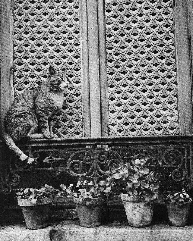 Paris cat-retrospective - cat, Paris, Retro, Poems, Black and white photo, Longpost